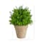 8'' Boxwood Artificial Plant in Decorative Planter